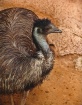Ima Emu