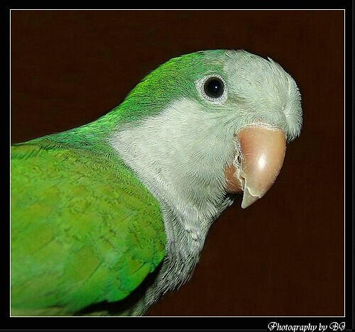 Quaker Parrot