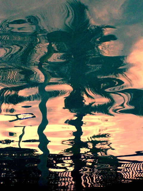 Palm Tree Reflection