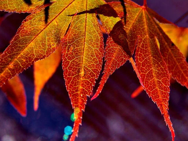 Colorful Maple Leaves