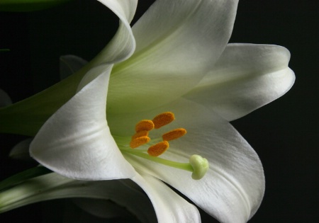 Easter Lily