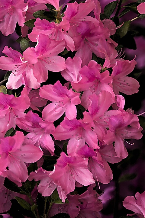 Azaleas on a rainy day.........