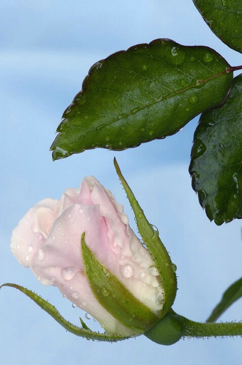 rosebud after the rain - ID: 795799 © Michael Cenci