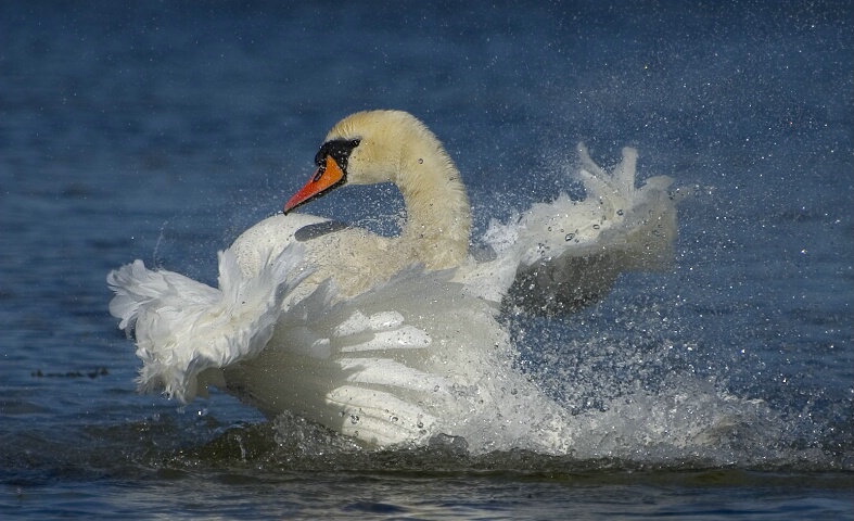 Swanbath