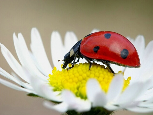 Ladybird