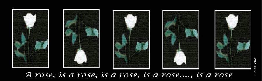 A rose, is a rose, is a...