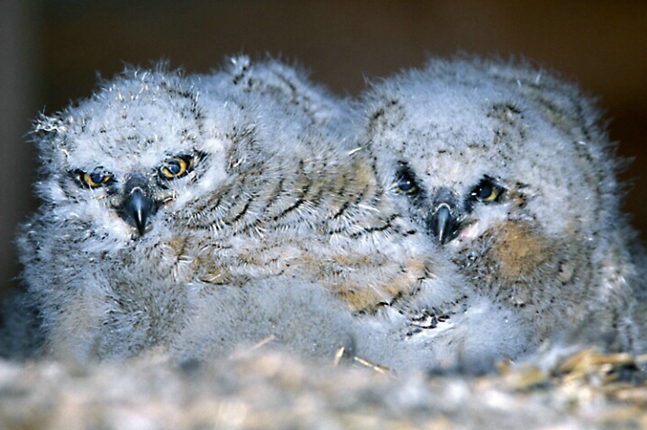 Baby Great-horned Owls