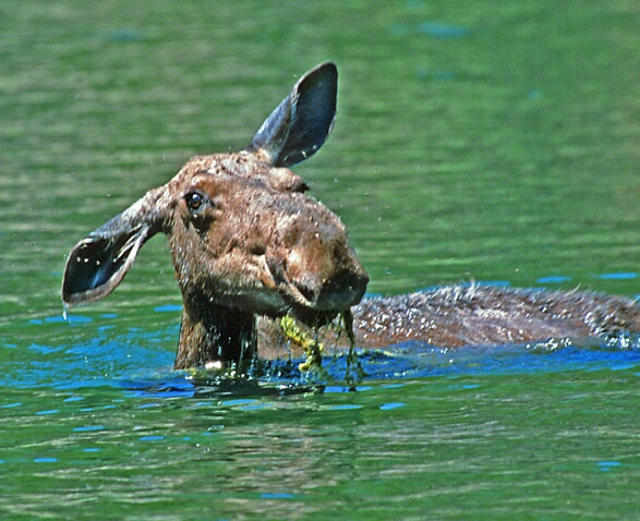 Swimming Moose