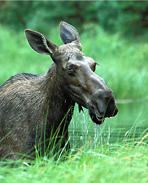 Drippy Moose