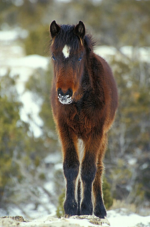 Wild Pony Pryor Mountain Range