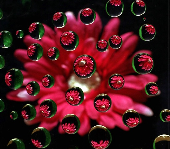 Flower and water Drops