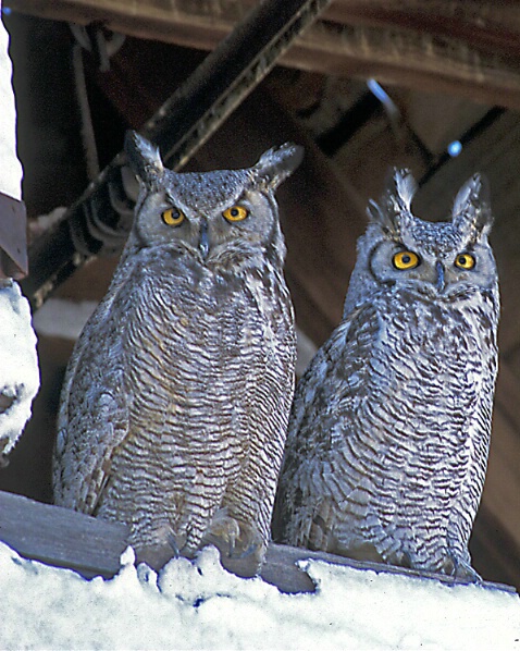 Great-horned Owls Pair