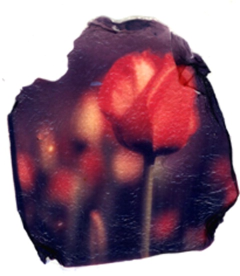 Red Tulips Transfer