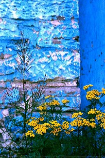Blue Wall and Wildflowers, Duluth ,MN. Alley