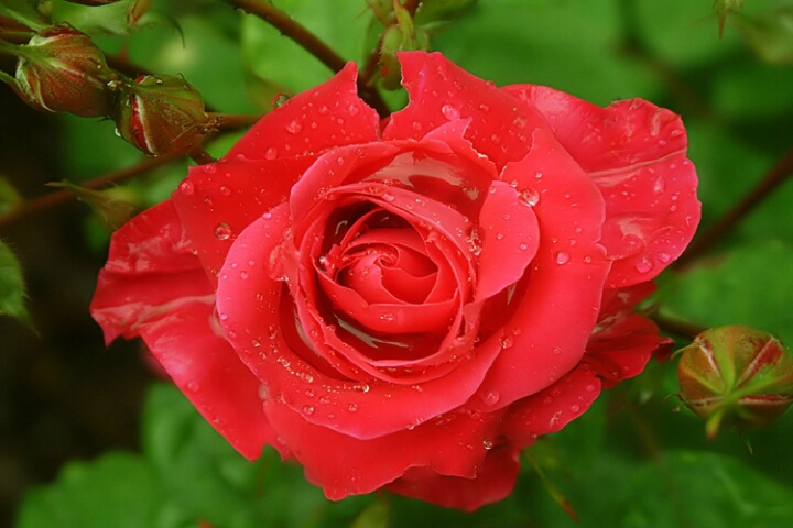 It Rained On My Rose !