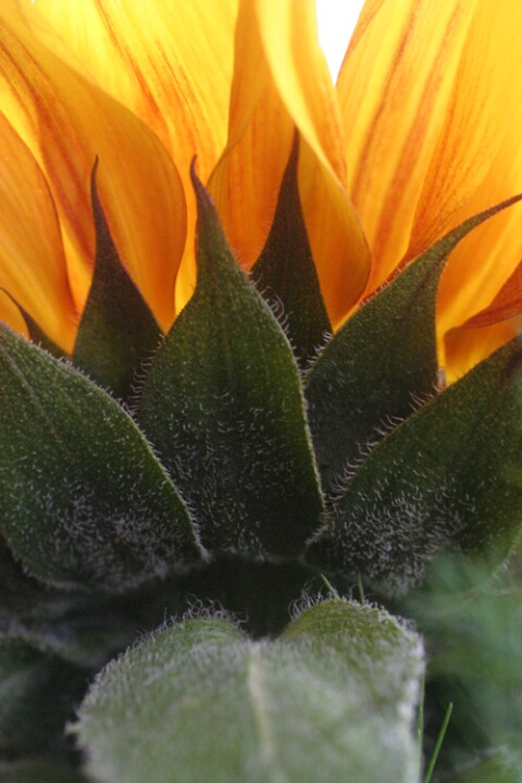 The Secret Side of a Sunflower