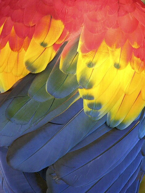 Parrot Feathers, FL