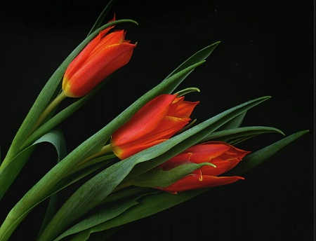 Tulip trio