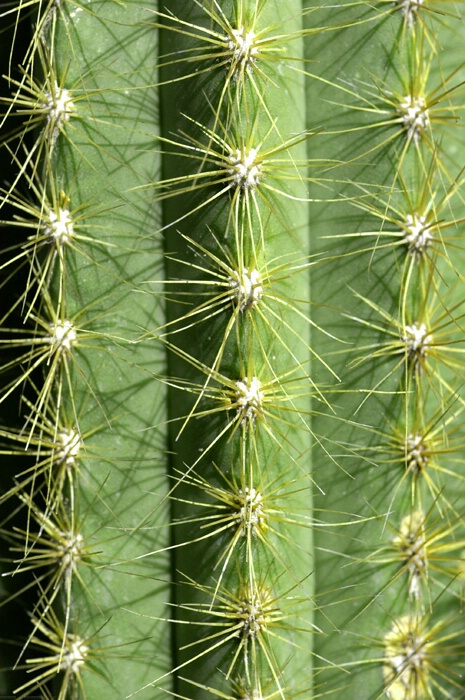 Vertical Cactus
