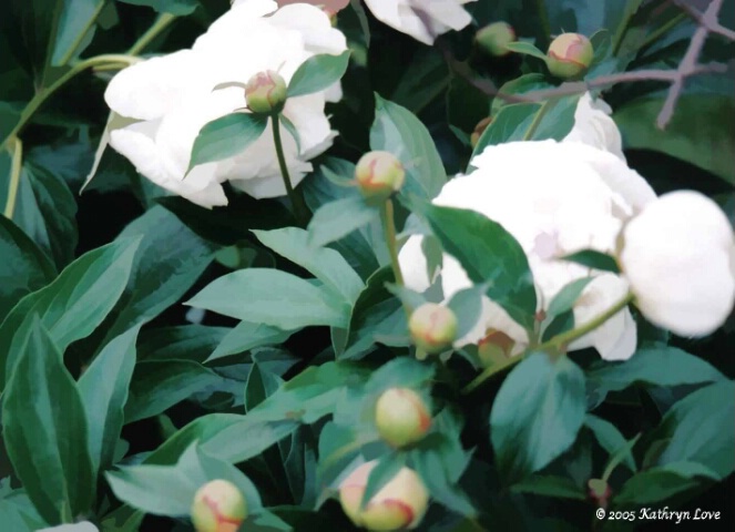 white peonies