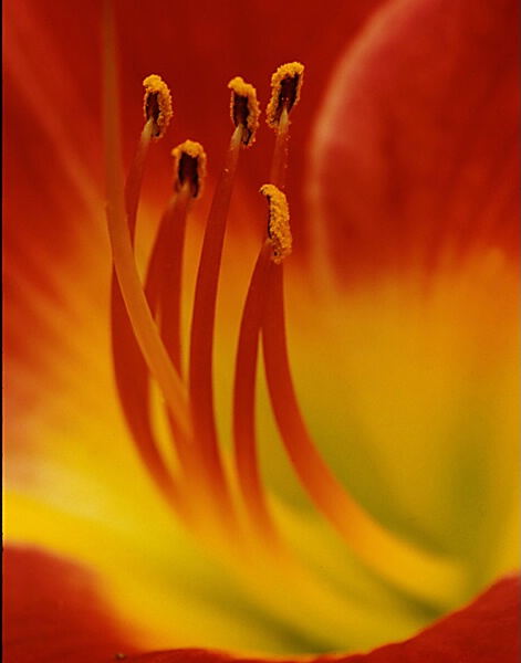 Daylily Closeup