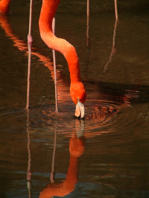 Flamingo Reflections