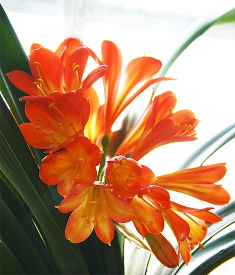 Clivia at the Window