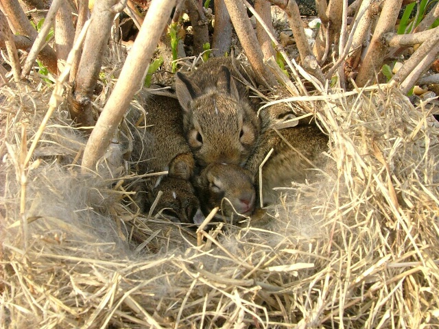 The Bunny Nest