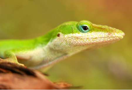 Lime Lizard