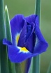 Dutch Iris 