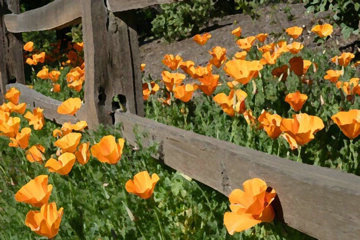 Painted poppies and fence