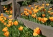 Painted poppies a...