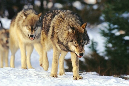 Wolves