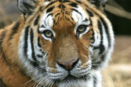 Tiger, taken at the Norfolk Zoo. Norfolk, Va.