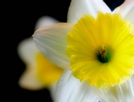 Double Daffodil 