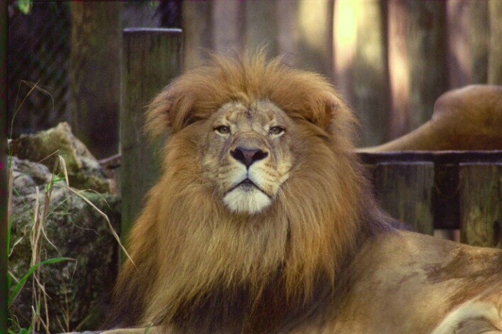 Lion-H - ID: 802639 © Deborah A. Prior