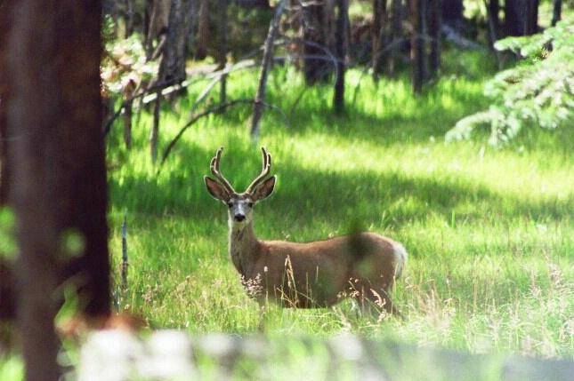 Mule Deer - ID: 802640 © Deborah A. Prior