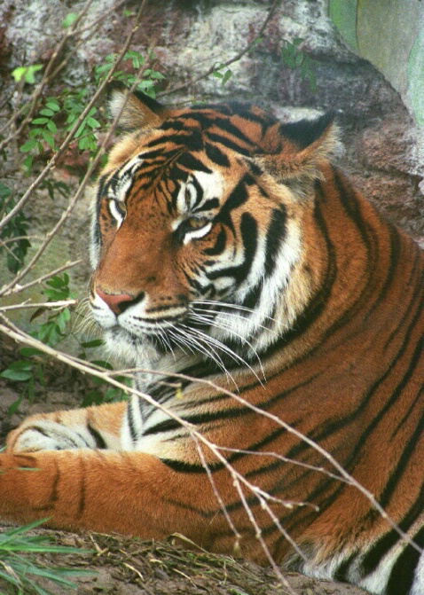 Tiger - ID: 802641 © Deborah A. Prior