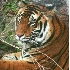 © Deborah A. Prior PhotoID# 802641: Tiger