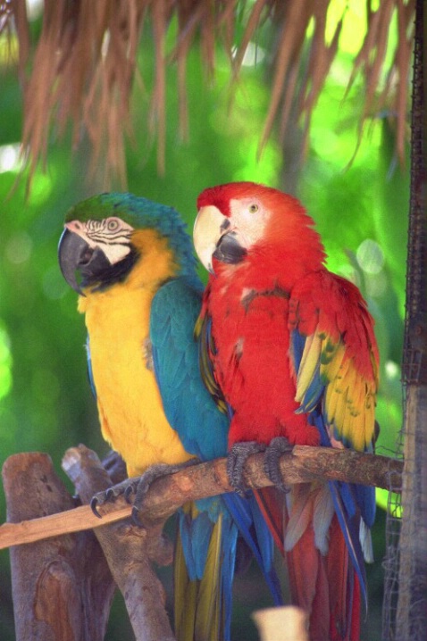 Macaw Pair - ID: 802650 © Deborah A. Prior