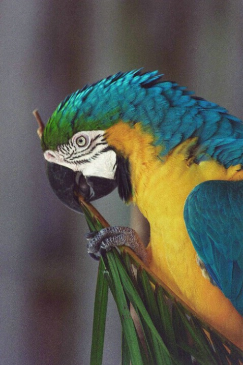 Blue Macaw - ID: 802651 © Deborah A. Prior