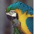 © Deborah A. Prior PhotoID# 802651: Blue Macaw