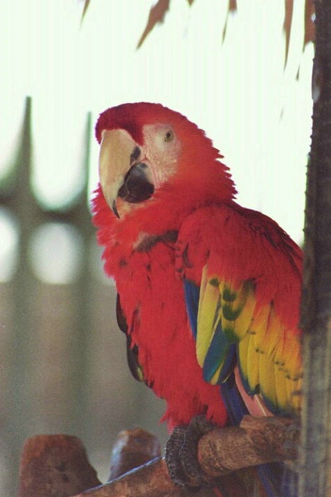 Red Macaw - ID: 802652 © Deborah A. Prior
