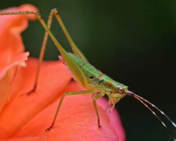 Grasshopper on Rose