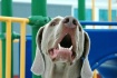 Playground Pup