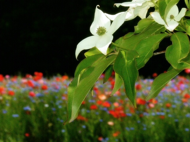 In full bloom