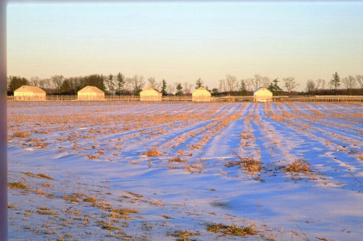 Tobacco Barns in Winter - ID: 803846 © Deborah A. Prior