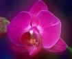 Orchid Dreams