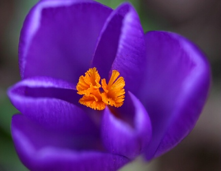 Hocus Crocus