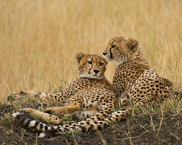 Two Cheetahs - ID: 805093 © James E. Nelson